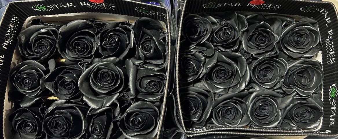 Rosa Gr Ec Tinted Black Widow 50 cm
