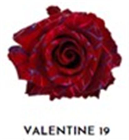Rosa Gr Ec Tinted Valentine 19 50 cm