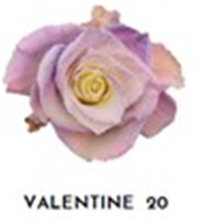 Rosa Gr Ec Tinted Valentine 20 50 cm