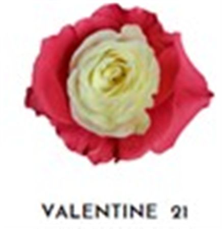 Rosa Gr Ec Tinted Valentine 21 50 cm