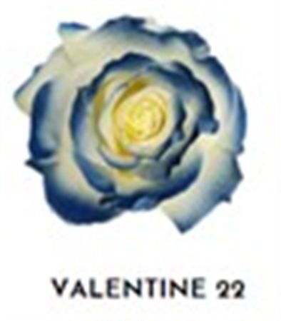 Rosa Gr Ec Tinted Valentine 22 50 cm