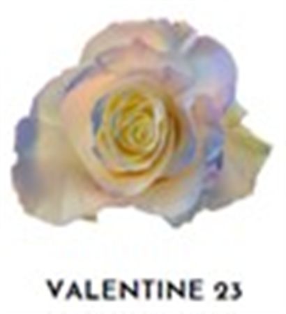 Rosa Gr Ec Tinted Valentine 23 50 cm