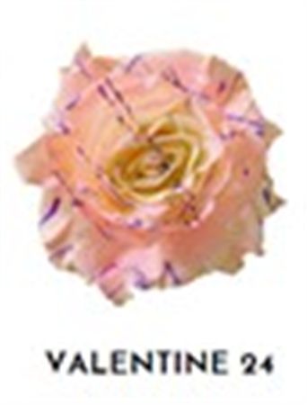 Rosa Gr Ec Tinted Valentine 24 50 cm