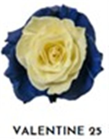 Rosa Gr Ec Tinted Valentine 25 50 cm