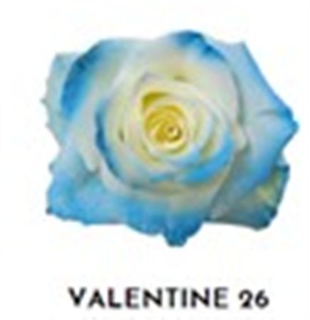 Rosa Gr Ec Tinted Valentine 26 50 cm