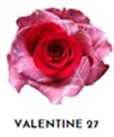 Rosa Gr Ec Tinted Valentine 27 50 cm