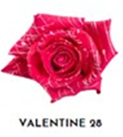 Rosa Gr Ec Tinted Valentine 28 50 cm