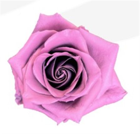 Rosa Gr Ec Tinted Blush Pink 50 cm