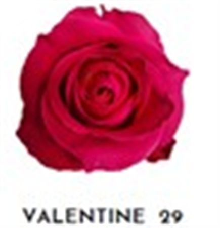 Rosa Gr Ec Tinted Valentine 29 50 cm