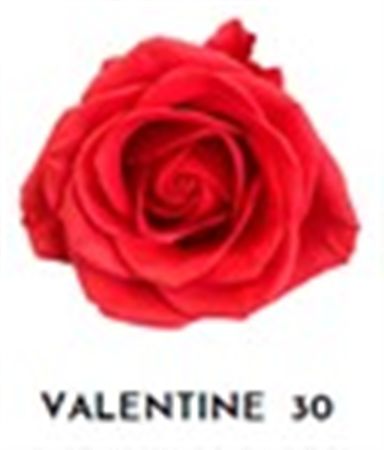 Rosa Gr Ec Tinted Valentine 30 50 cm