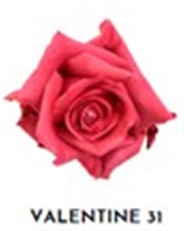 Rosa Gr Ec Tinted Valentine 31 50 cm