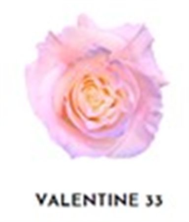 Rosa Gr Ec Tinted Valentine 33 50 cm