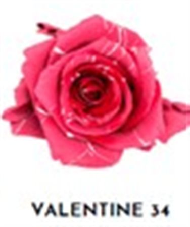 Rosa Gr Ec Tinted Valentine 34 50 cm