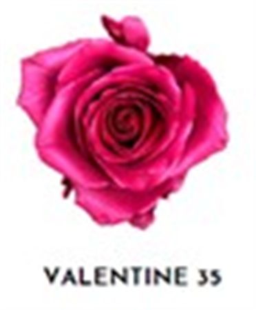 Rosa Gr Ec Tinted Valentine 35 50 cm
