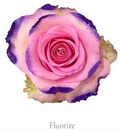 Rosa Gr Ec Tinted Fluorite 50 cm