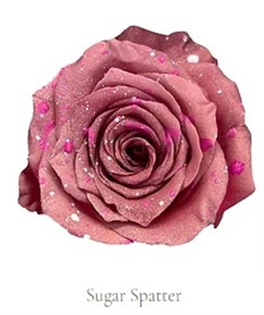 Rosa Gr Ec Tinted Sugar Spatter 50 cm