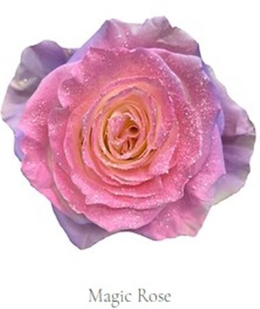 Rosa Gr Ec Tinted Magic Rose 50 cm