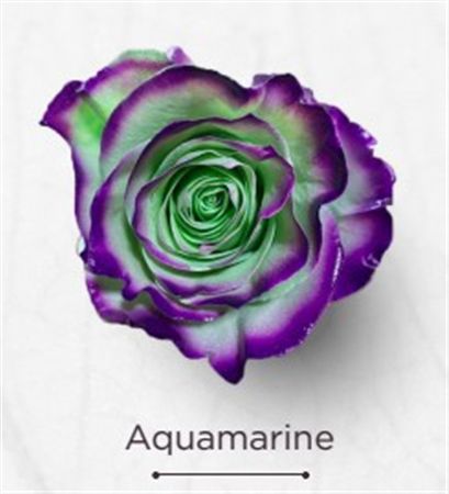 Rosa Gr Ec Tinted Aquamarine 50 cm