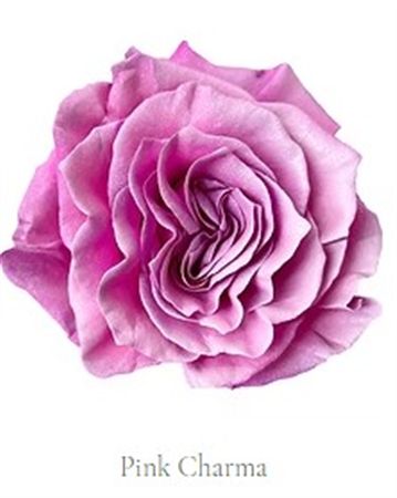 Rosa Gr Ec Tinted Pink Charma 50 cm