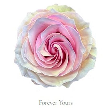 Rosa Gr Ec Tinted Forever Yours 50 cm
