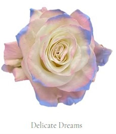 Rosa Gr Ec Tinted Delicate Dreams 50 cm