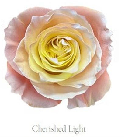 Rosa Gr Ec Tinted Cherished Light 50 cm