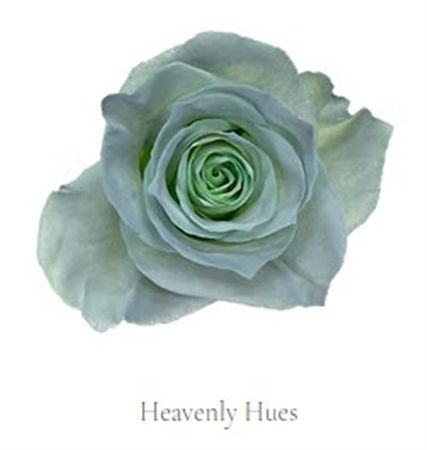 Rosa Gr Ec Tinted Heavely Blues 50 cm