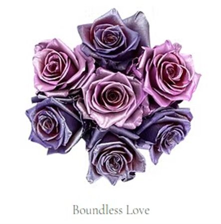 Rosa Gr Ec Tinted Boundless Love 50 cm