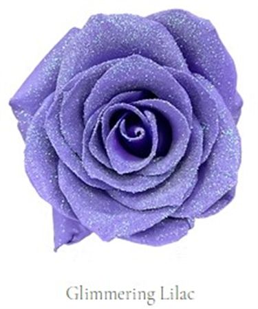 Rosa Gr Ec Tinted Glimmering Lilac 50 cm