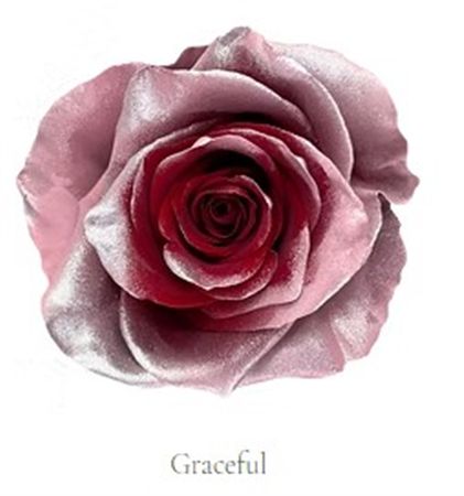 Rosa Gr Ec Tinted Gracefull 50 cm