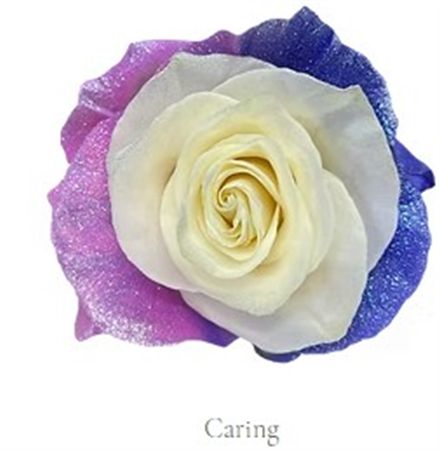 Rosa Gr Ec Tinted Caring 50 cm