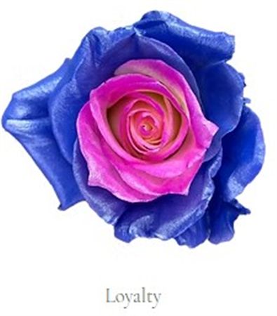 Rosa Gr Ec Tinted Loyalty 50 cm
