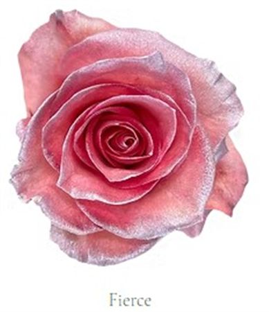 Rosa Gr Ec Tinted Fierce 50 cm