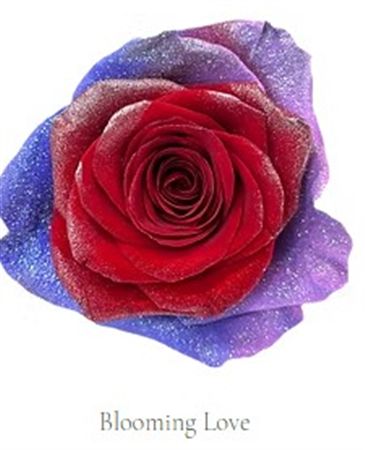 Rosa Gr Ec Tinted Bloomig Love 50 cm