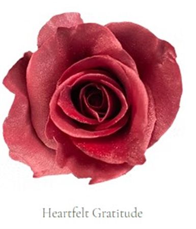 Rosa Gr Ec Tinted Heartfeld Gratitude 50 cm