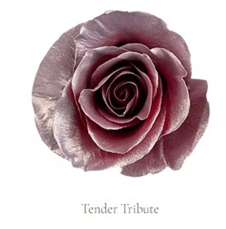 Rosa Gr Ec Tinted Tender Tribute 50 cm