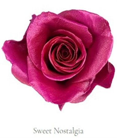 Rosa Gr Ec Tinted Sweet Nostalgia 50 cm