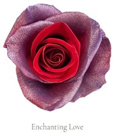 Rosa Gr Ec Tinted Enchanting Love 50 cm