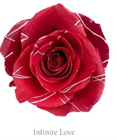 Rosa Gr Ec Tinted Infinity Love 50 cm