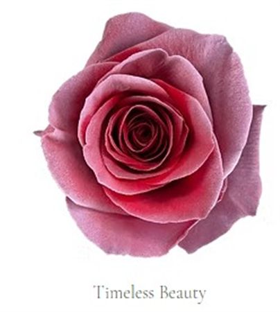 Rosa Gr Ec Tinted Timeless Beauty 50 cm