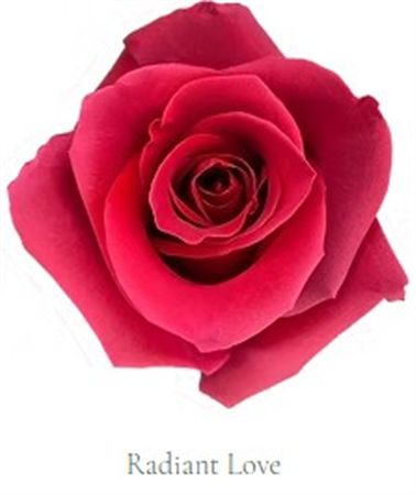 Rosa Gr Ec Tinted Radiant Love 50 cm