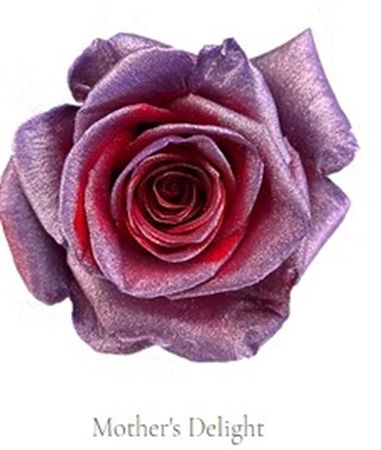 Rosa Gr Ec Tinted Mothers Delight 50 cm