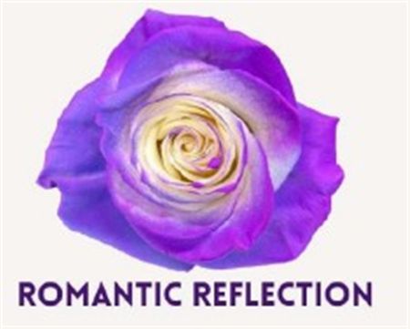 Rosa Gr Ec Tinted Romantic Refelction 50 cm