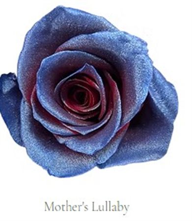 Rosa Gr Ec Tinted Mothers Lullaby 50 cm