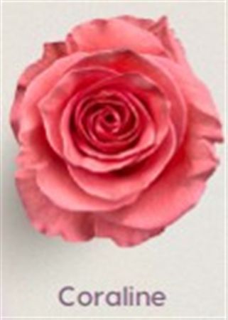 Rosa Gr Ec Tinted Coraline 50 cm