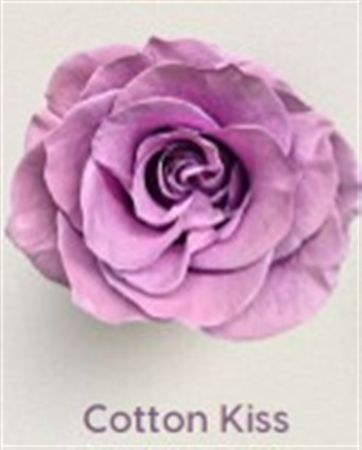 Rosa Gr Ec Tinted Cotton Kiss 50 cm