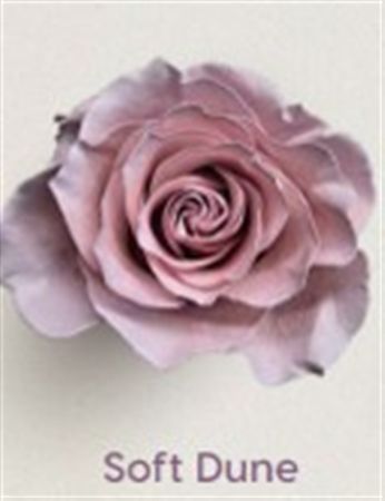 Rosa Gr Ec Tinted Soft Dune 50 cm