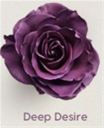 Rosa Gr Ec Tinted Deep Desire 50 cm