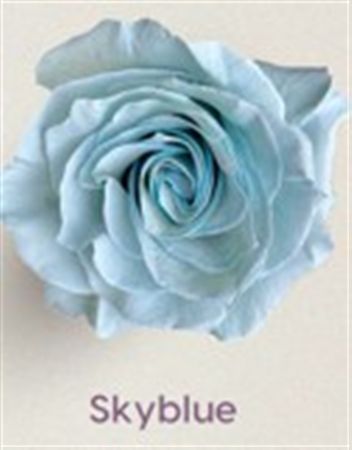 Rosa Gr Ec Tinted Skyblue 50 cm
