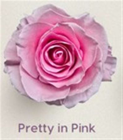 Rosa Gr Ec Tinted Pretty In Pink 50 cm